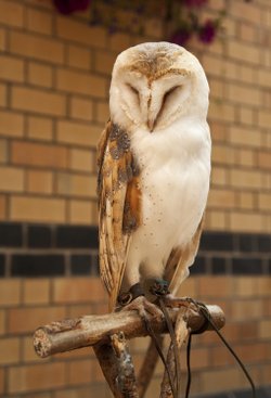 Tawny Owl, Haverthwaite