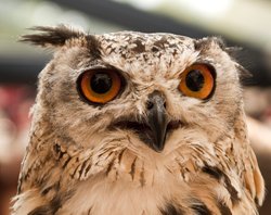 Eagle Owl, Haverthwaite Wallpaper