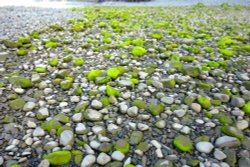 Pebble beach at Clovelly, Devon Wallpaper