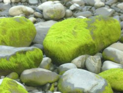 Pebble beach at Clovelly, Devon Wallpaper