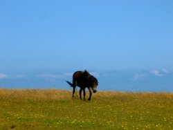 Exmoor Pony Wallpaper