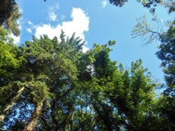 Cawston Spinney Wallpaper