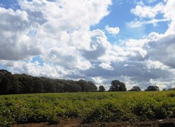 Farmland, Cawston Wallpaper