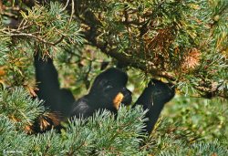 Monkey World, Dorset.