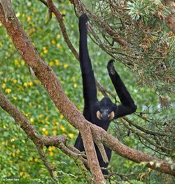 Monkey World, Dorset.