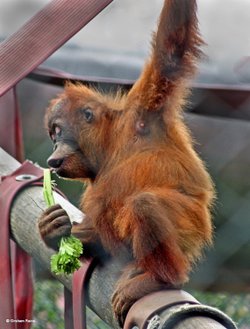 Monkey World, Dorset.