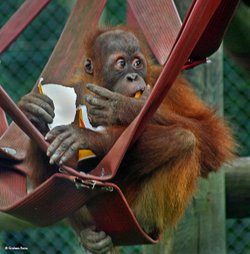 Monkey World, Dorset.