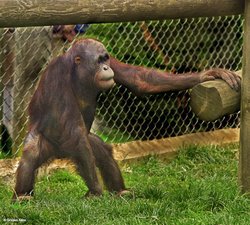 Monkey World, Dorset. Wallpaper