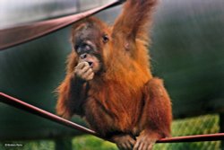 Monkey World, Dorset.