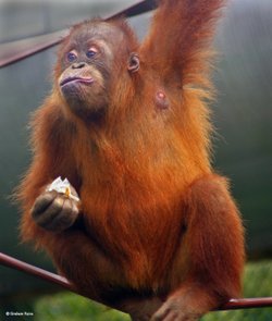 Monkey World, Dorset.