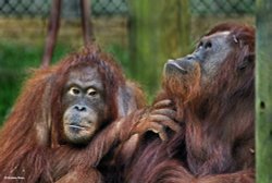 Monkey World, Dorset.