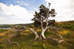 Torver Common Tree Coniston Wallpaper