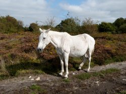 Sampford Moor Wallpaper