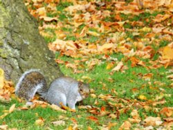 Squirrel in Caldecott Park, Rugby Wallpaper