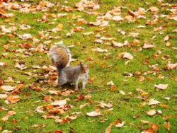 Squirrel in Caldecott Park, Rugby Wallpaper