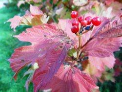 Hedgerow, Cawston Grange Wallpaper