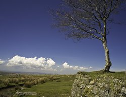 Lone Tree Wallpaper