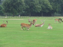 Belton House Wallpaper