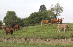 Bulls at Moville Wallpaper