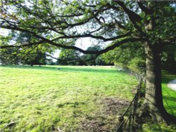 Parkland at Nidd in Summer. Wallpaper