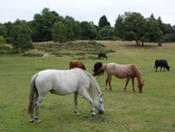New Forest ponies Wallpaper