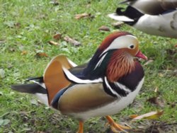 Mandarin Duck Wallpaper