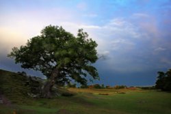 Bradgate Park Wallpaper