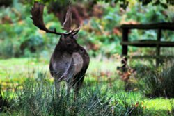 Bradgate Park Wallpaper