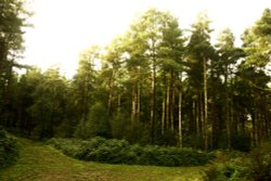 Bradgate Park Wallpaper