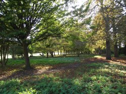 Rushden Hall Park Wallpaper
