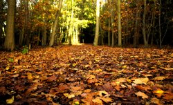 Hartshill Hayes Wallpaper