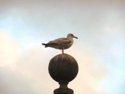 Seagull, Swanage Wallpaper