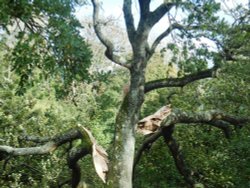 Storm damaged tree, Langton West Wood Wallpaper