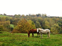Horses, Braunston Wallpaper