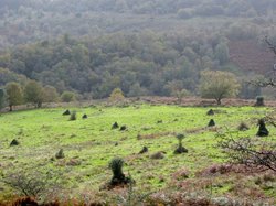 Quantock Hills Wallpaper