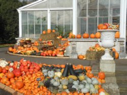 Pumpkin Display, Kew Gardens