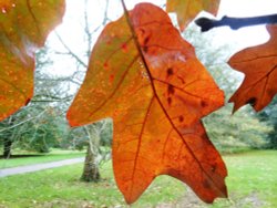 Autumn leaf, Kew Gardens Wallpaper