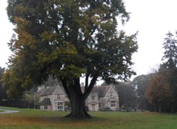Rushden Hall Park Wallpaper