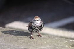 Starling at Felixtowe Wallpaper