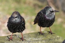 Starlings at Felixtowe