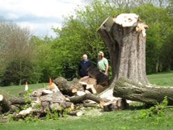 Rushden Hall Park Wallpaper