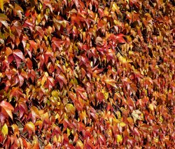Autumn Colour on the wall at Greenwich Park Wallpaper