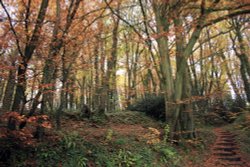 Hollow Lane, Montacute, November 2012