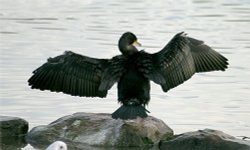 Cormorant. Wallpaper