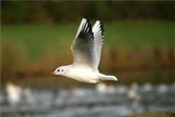 Black-headed Gull. Wallpaper