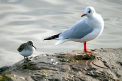 Dunlin and Black-headed Gull. At Herrington. Wallpaper