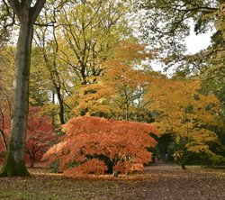 Westonbirt Arboretum, Gloucestershire Wallpaper