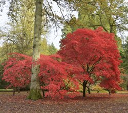 Westonbirt Arboretum, Gloucestershire Wallpaper