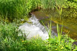 The Trout Stream Wallpaper