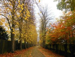 Lime Tree Avenue Wallpaper